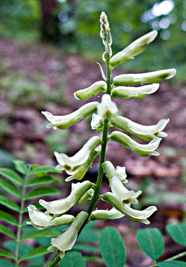 flower head